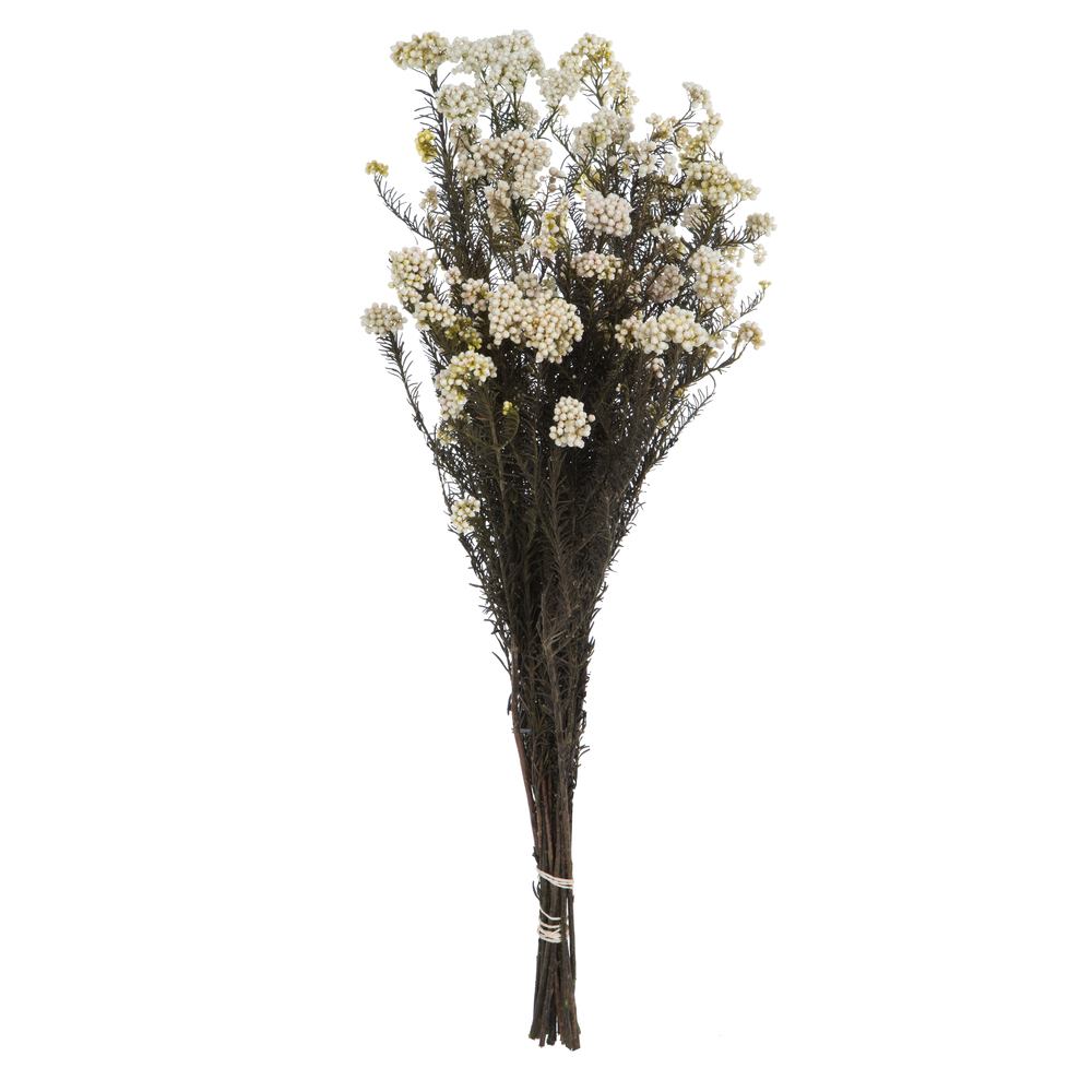 Vickerman 16" Rice Flower, 4.25oz Preserved