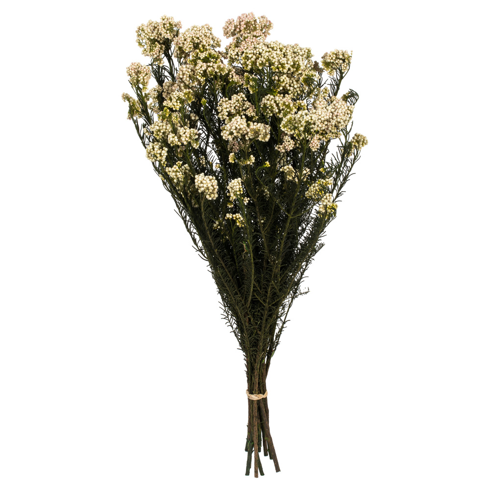 Vickerman 16" Rice Flower, 4.25oz Preserved