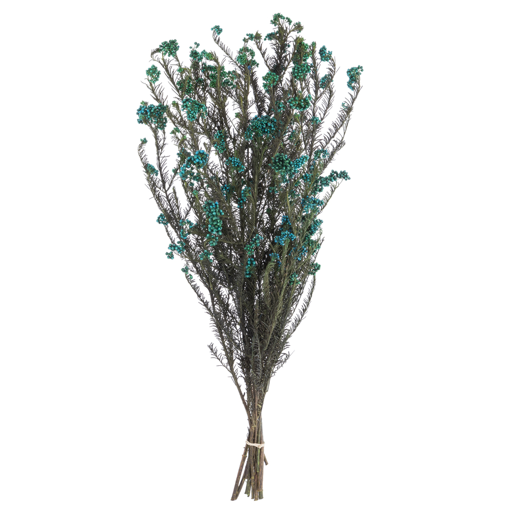 Vickerman 16" Rice Flower, 4.25oz Preserved