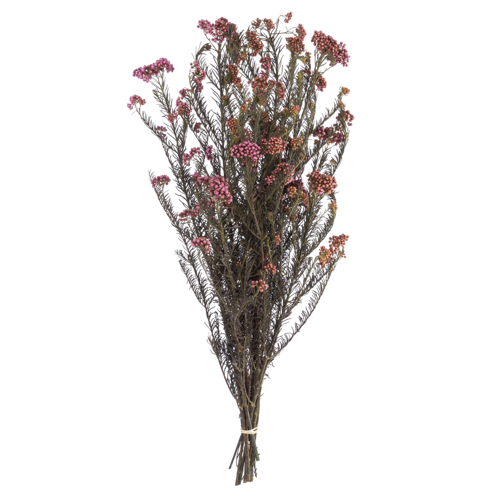 Vickerman 16" Rice Flower, 4.25oz Preserved