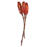 Vickerman 8-12" Repens on a Natural Stem, Dried