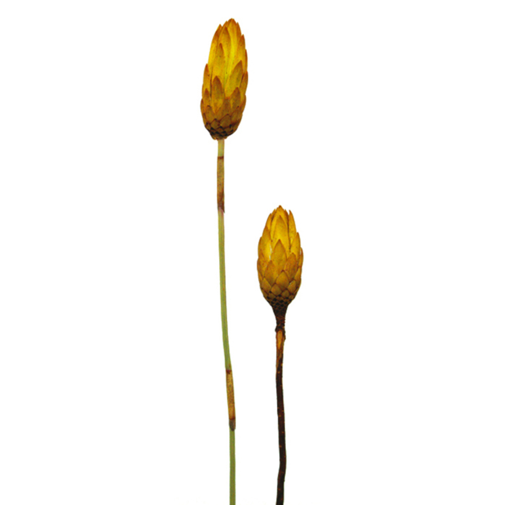 Vickerman 8-12" Repens on a Natural Stem, Dried