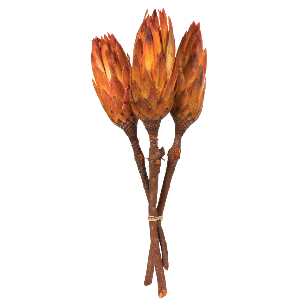 Vickerman 8-12" Repens on a Natural Stem, Dried