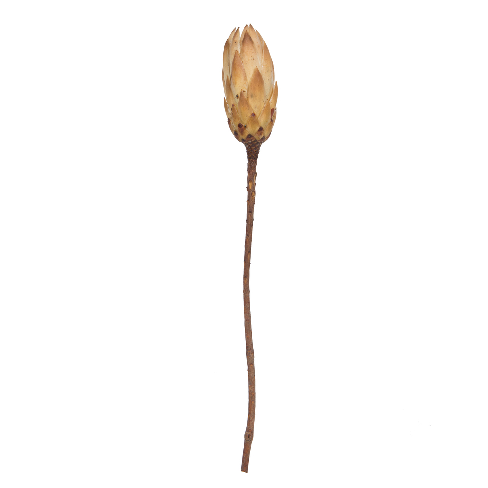 Vickerman 14" Repens on Natural Stem, Dried 6 Pack