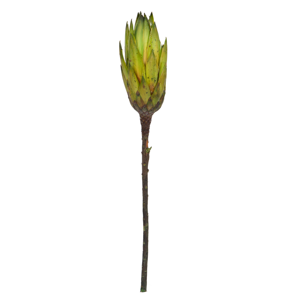 Vickerman 14" Repens on Natural Stem, Dried 6 Pack