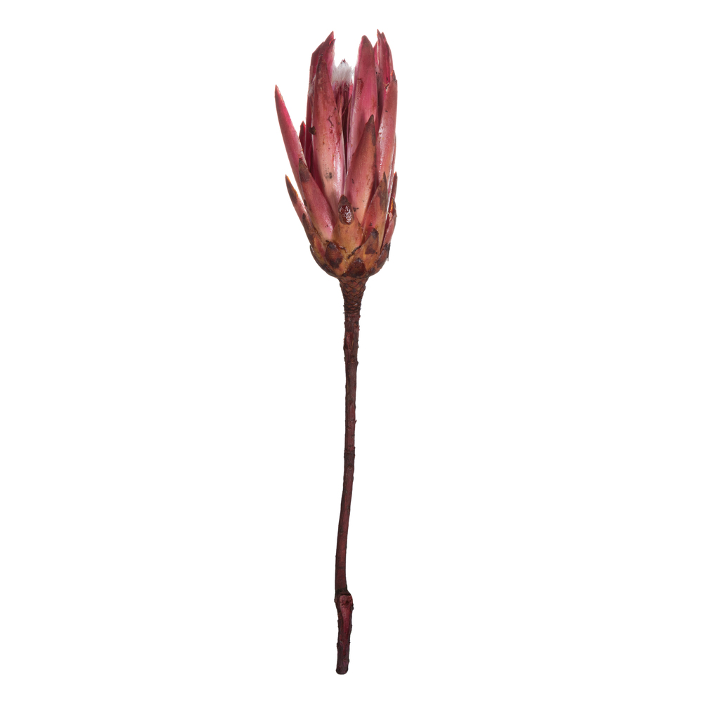 Vickerman 14" Repens on Natural Stem, Dried 6 Pack