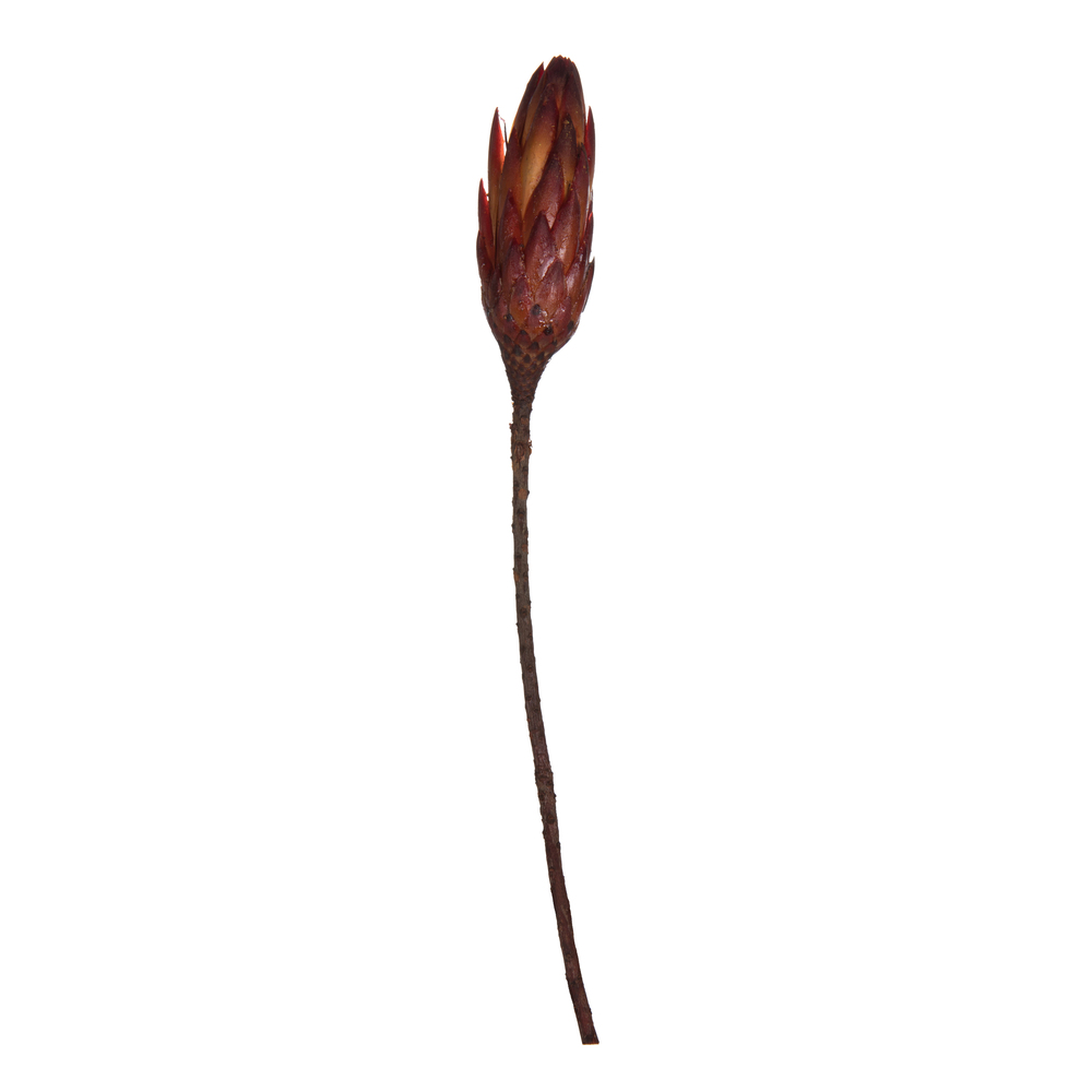 Vickerman 14" Repens on Natural Stem, Dried 6 Pack