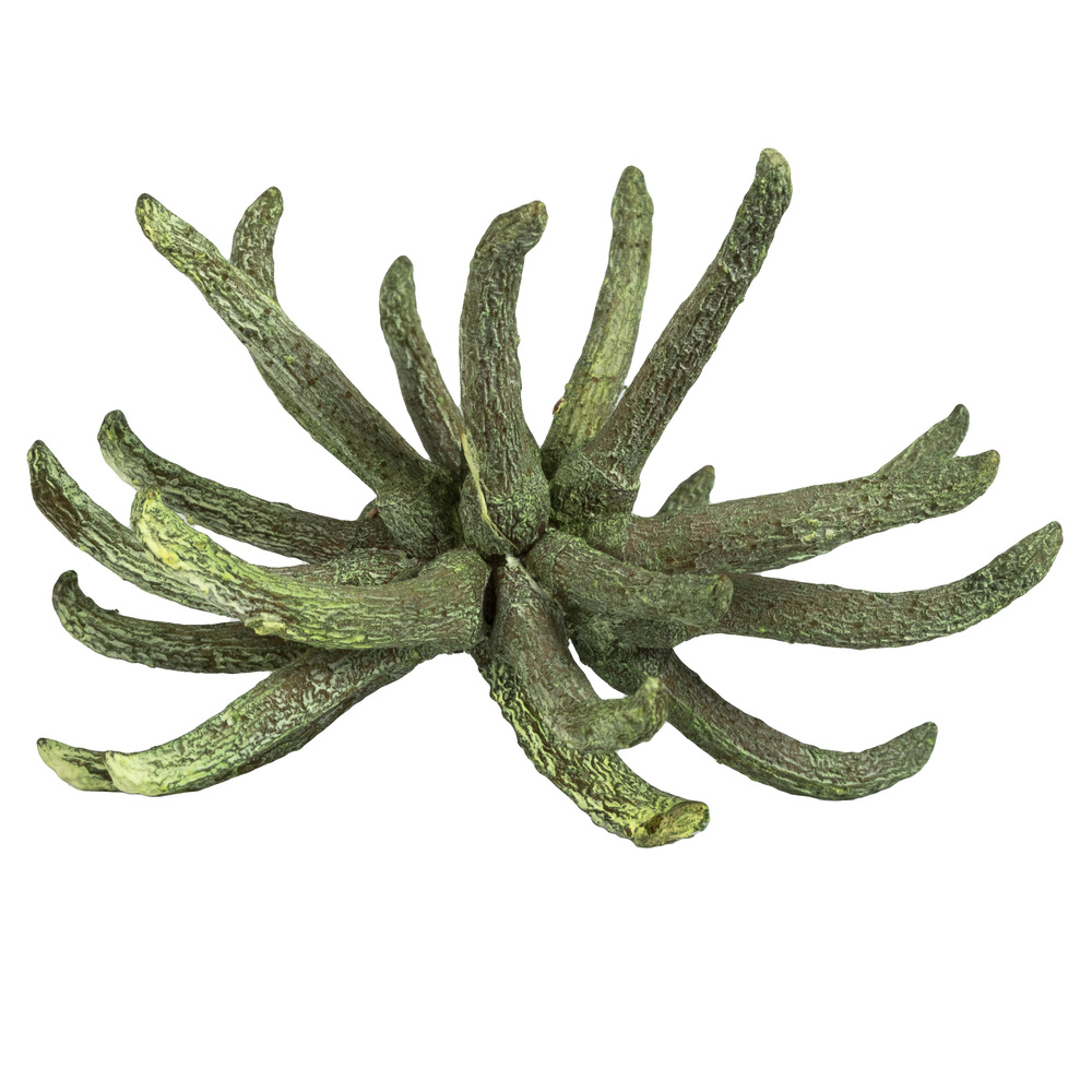 Vickerman 3-4" Spider Claws, Dried