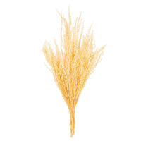 18" Bleached Stoebe 2.5 oz Bunch