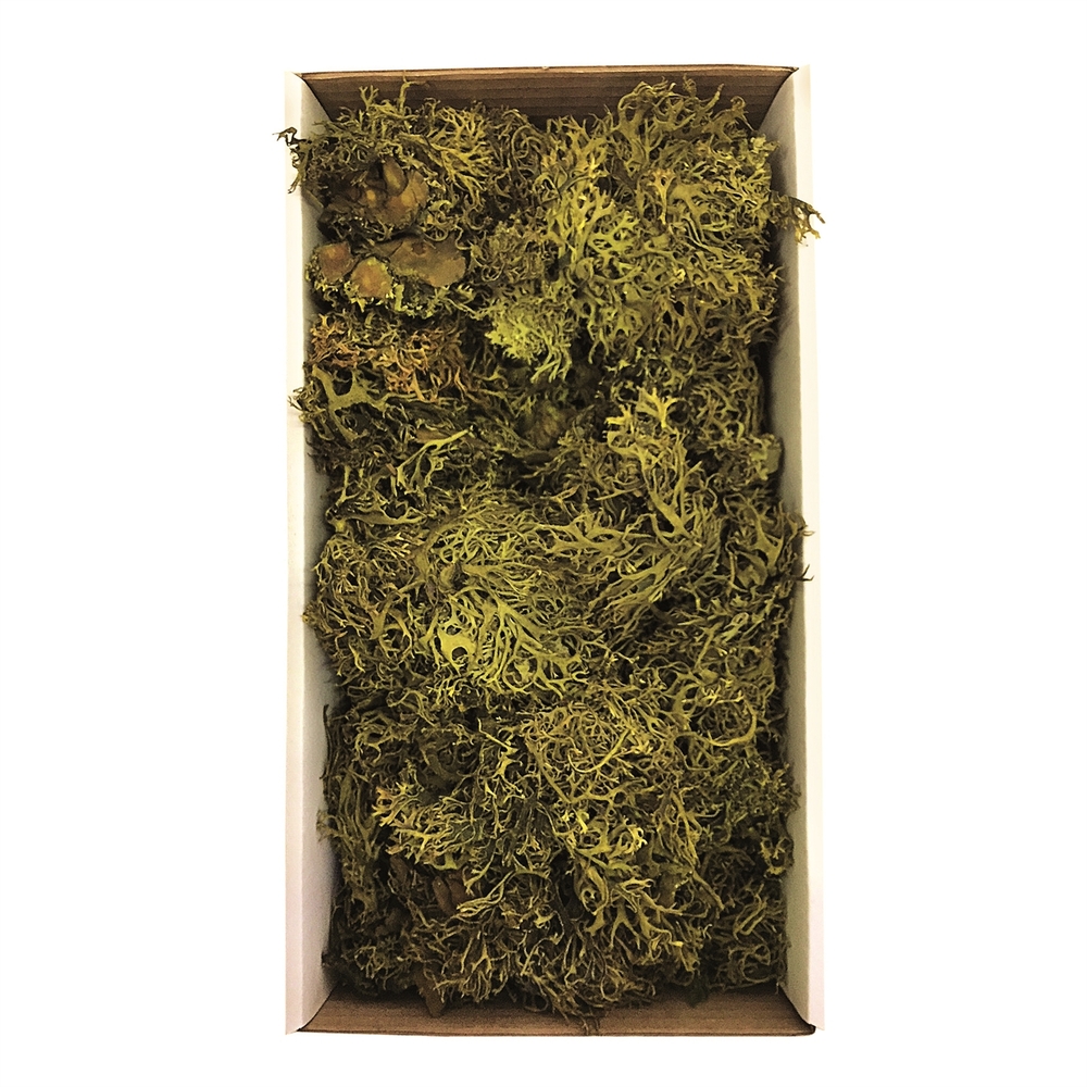 Moss Green Wolf Lichen Moss 8oz