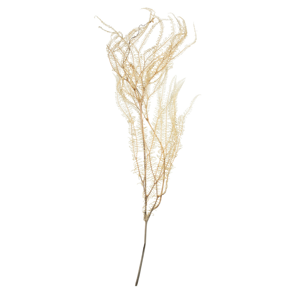 26" Bleached Andares Fern - 4 oz