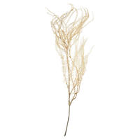 26" Bleached Andares Fern - 4 oz