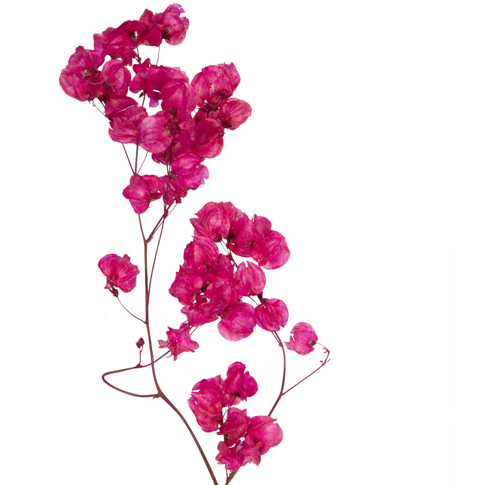 Vickerman Cara Blossom Spray