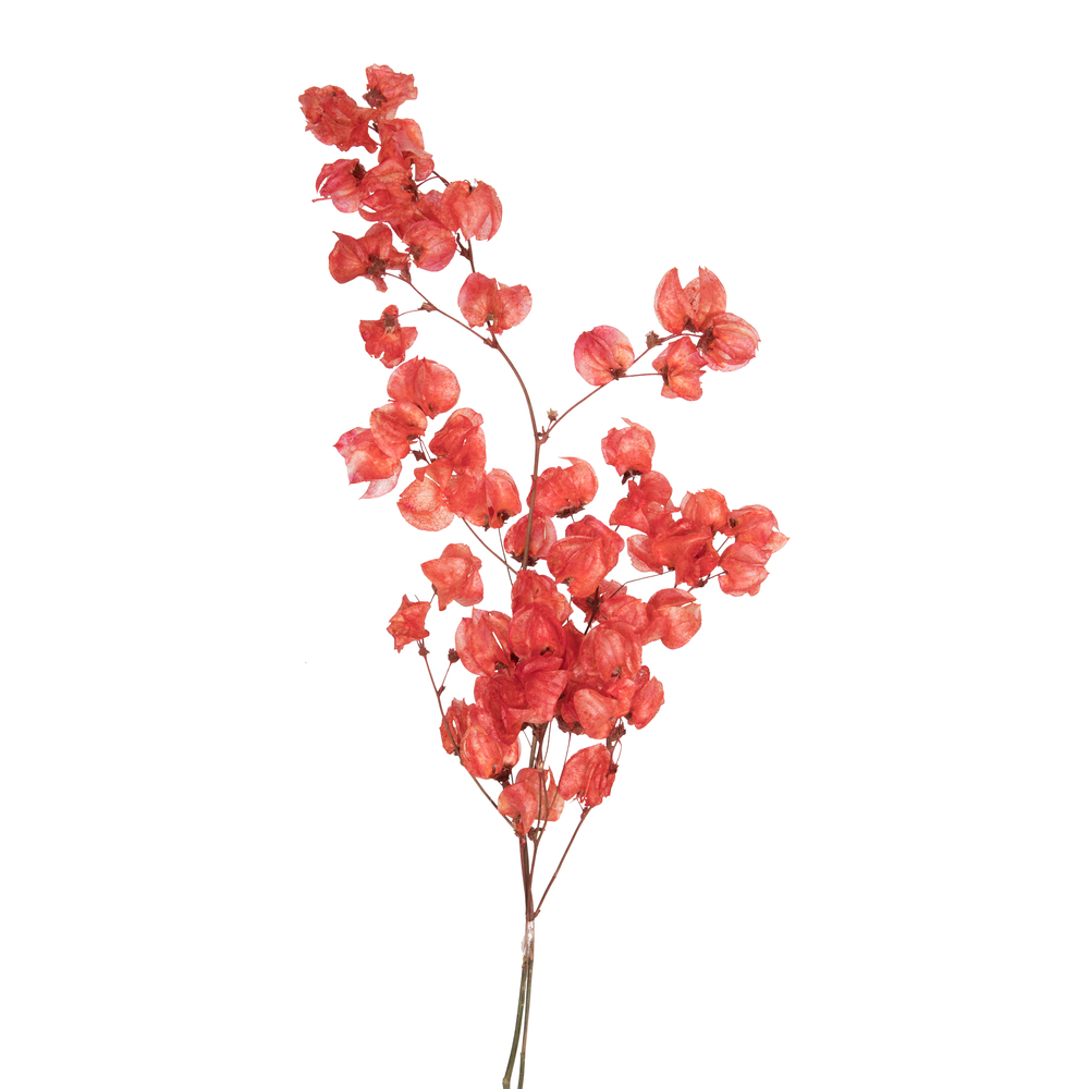 Vickerman Cara Blossom Spray
