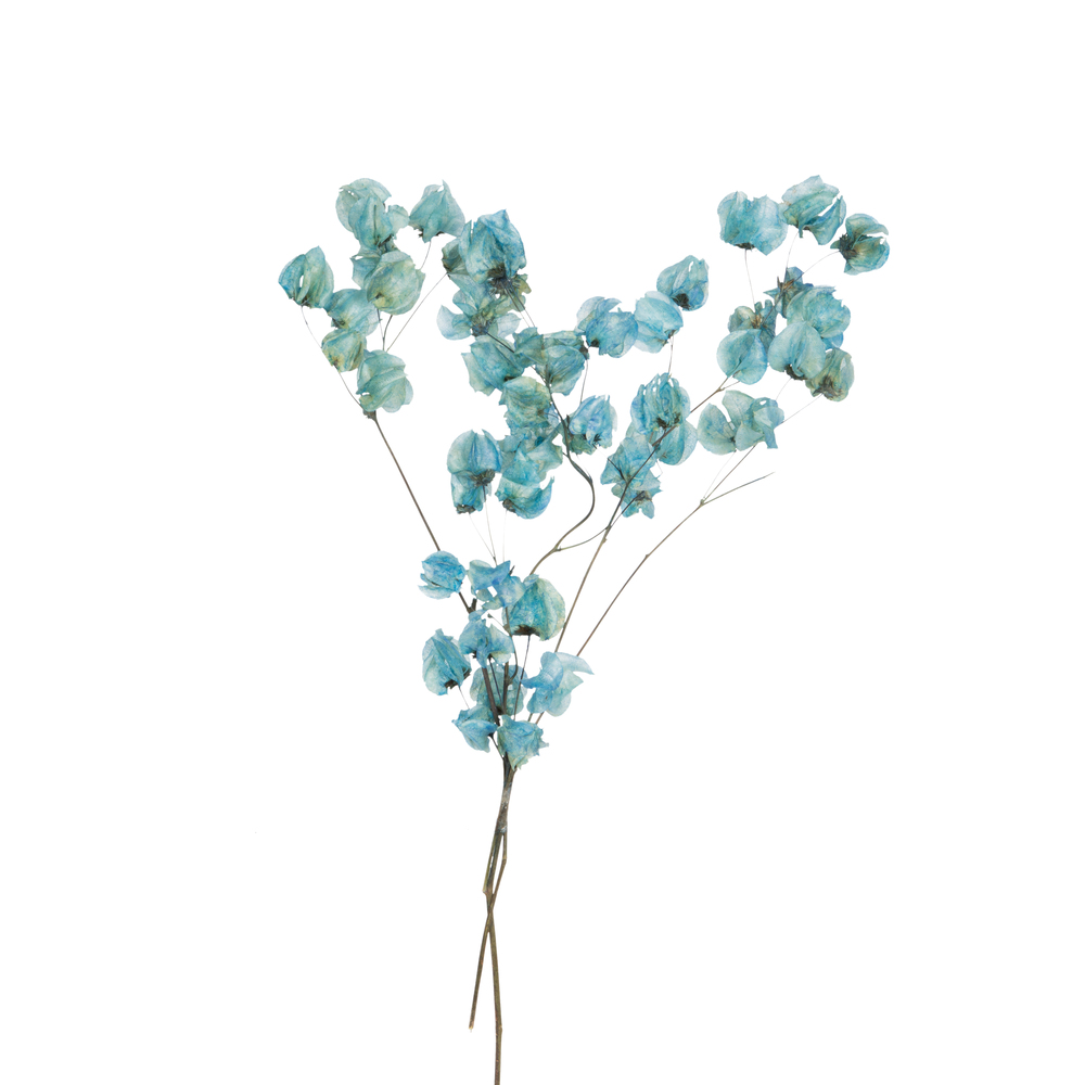 Vickerman Cara Blossom Spray