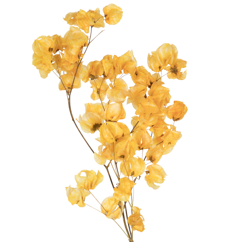 Vickerman Cara Blossom Spray