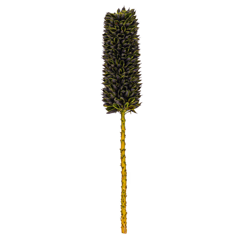 Vickerman 18" Dried Cirius Stem, 6 per bag