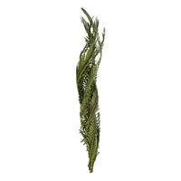 Vickerman 40-48" Twisted Coco Palm Stems, Dried
