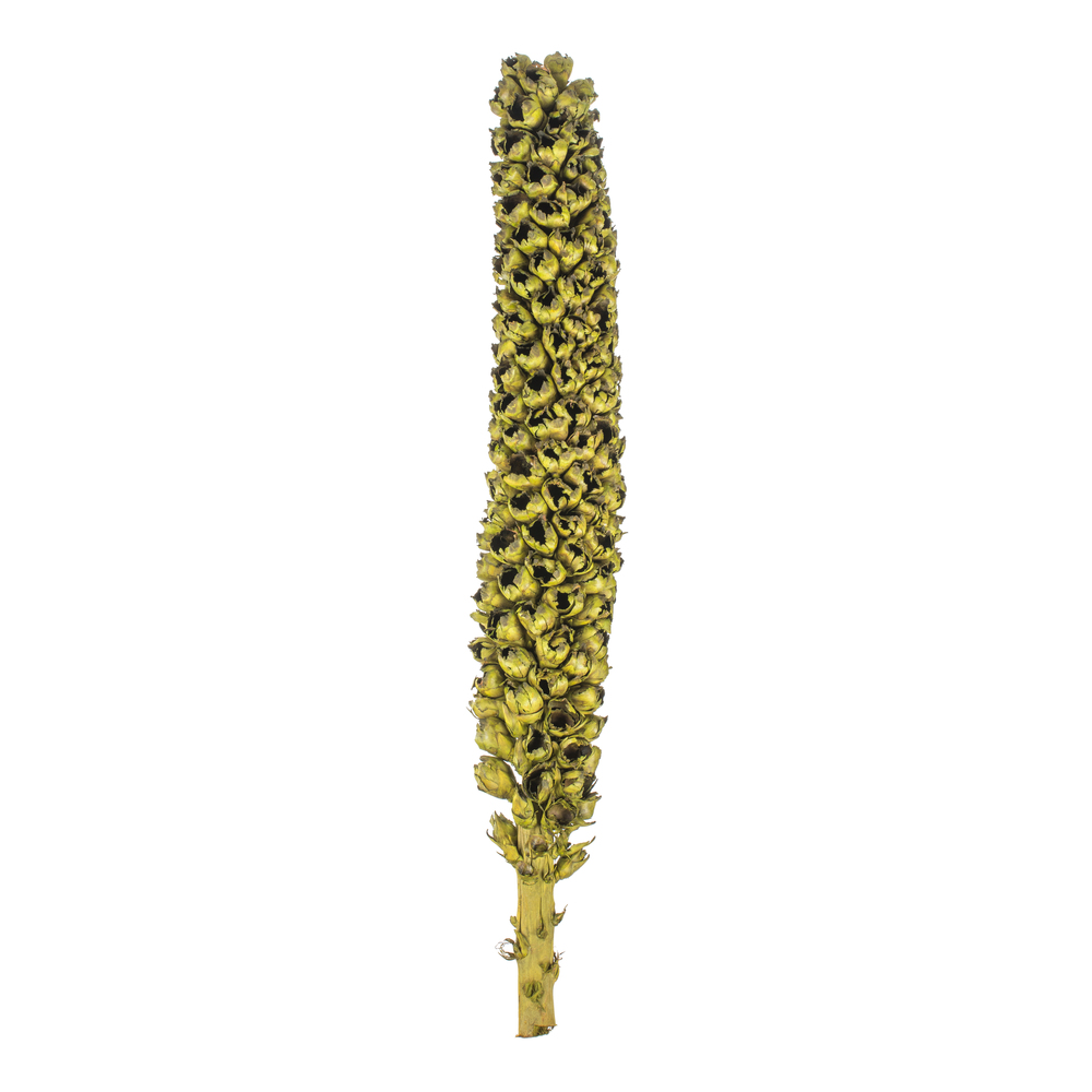 Vickerman Natural Giant Seed Pod Segment, Dried