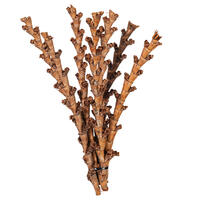 18" Dried Natural Buriti Twig 18/Bag