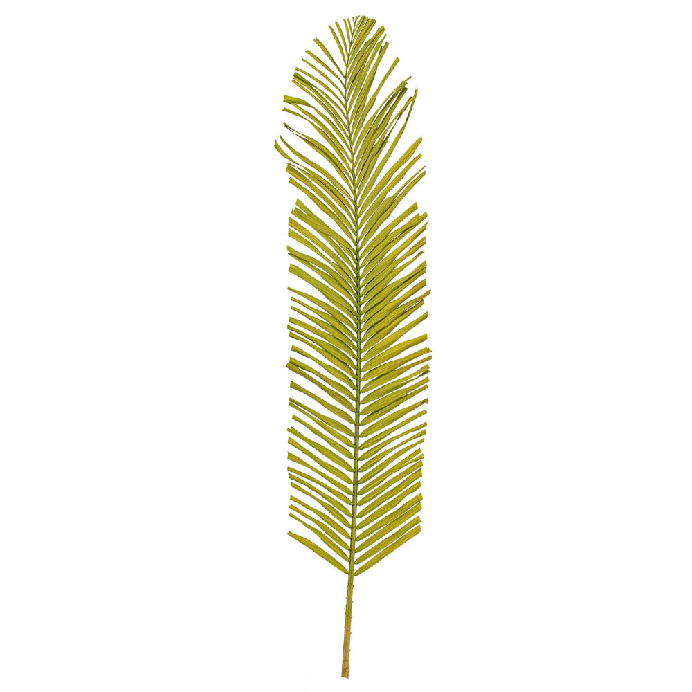 Vickerman 44" Round Tip Palm Leaf, 6 per bag