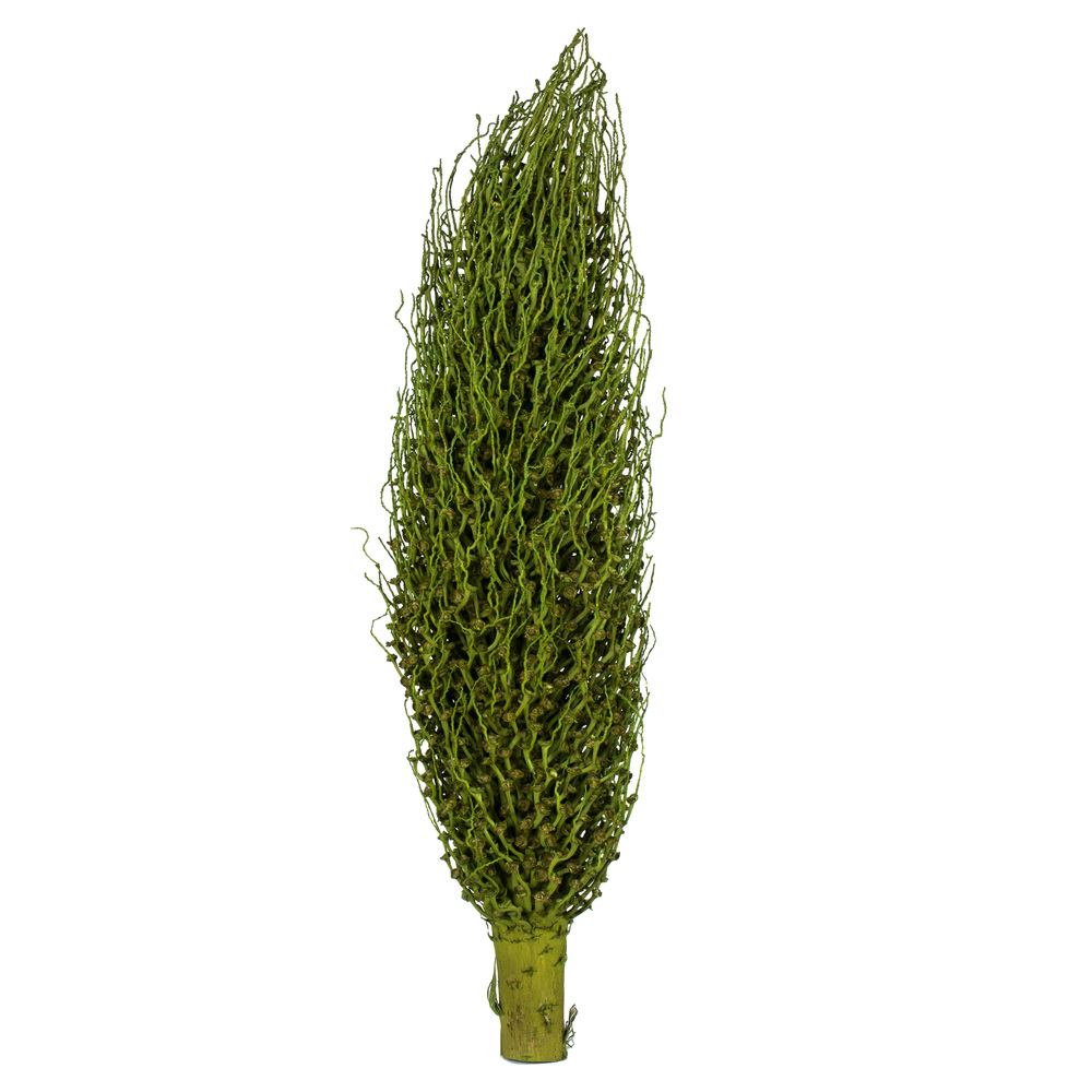Vickerman Olympia Seed Pod, Dried