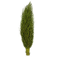Vickerman Olympia Seed Pod, Dried