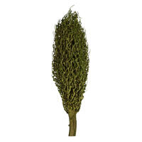 22 x 7" avg Foliage Grn Olympia Seed Pod