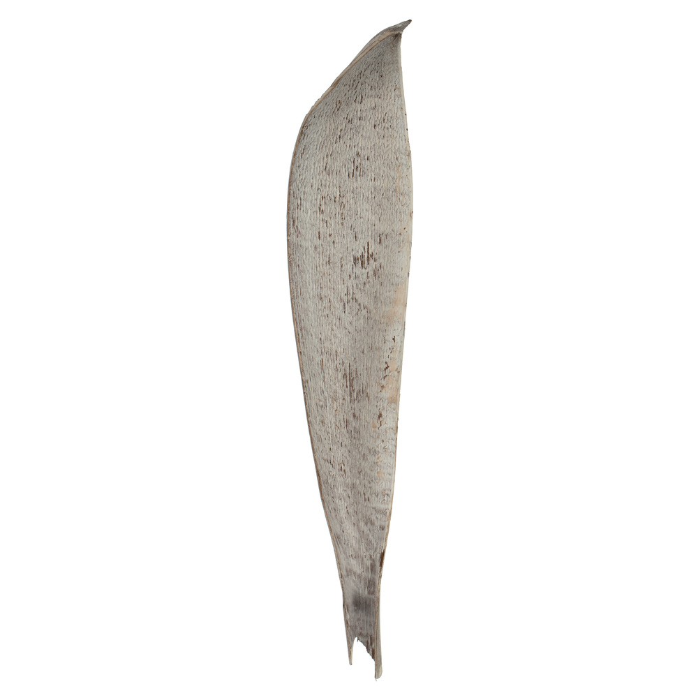 Vickerman Palm Paddles, Dried