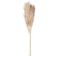 Vickerman 46" Dried Pampas Grass