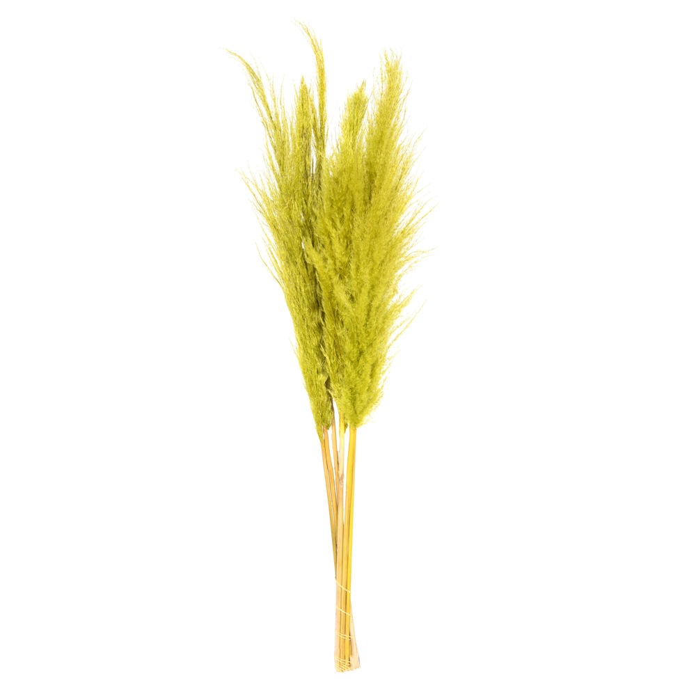 Vickerman 46" Dried Pampas Grass