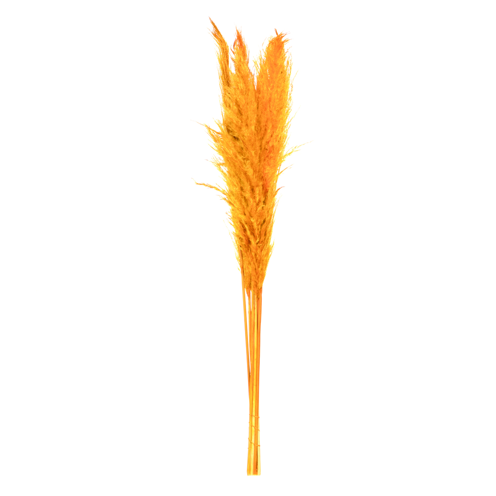 Vickerman 46" Dried Pampas Grass