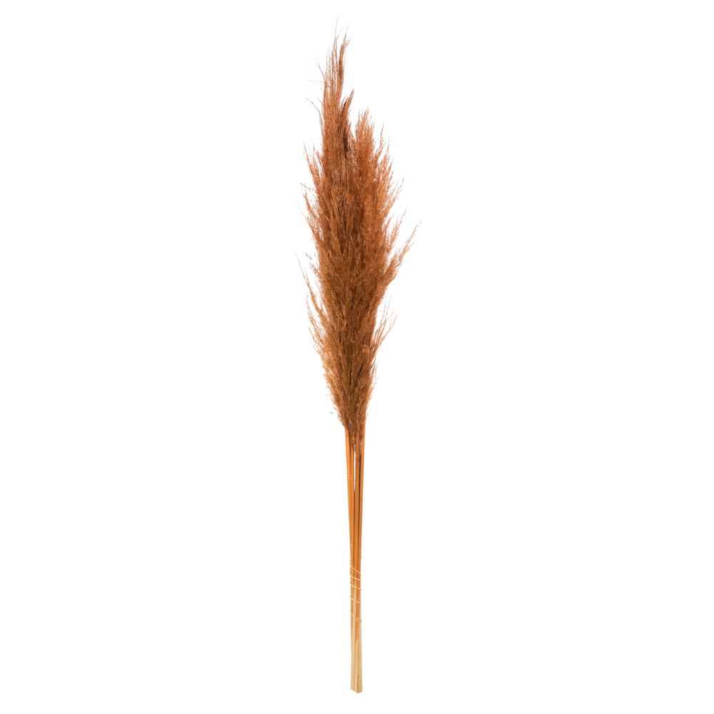 Vickerman 46" Dried Pampas Grass