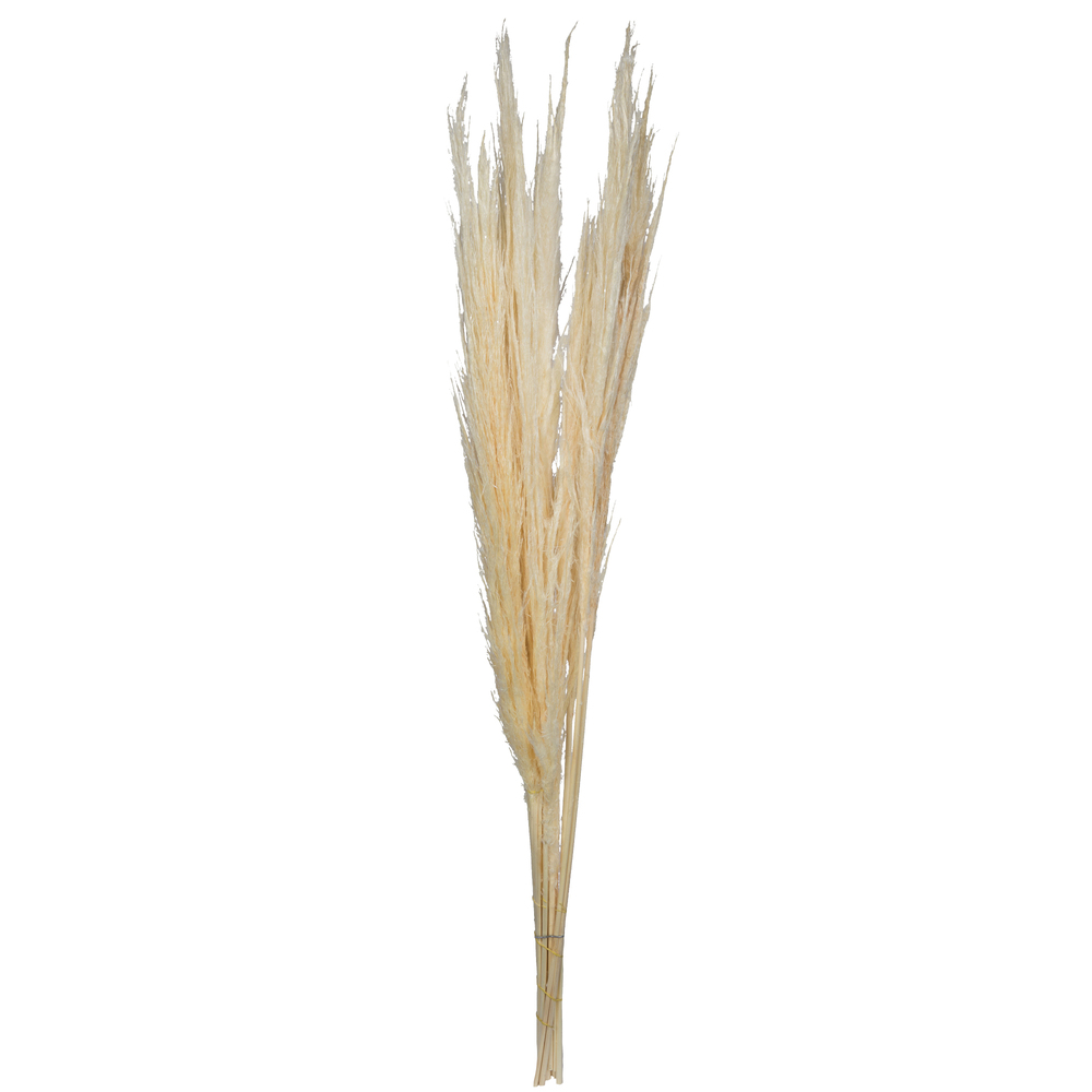 Vickerman 46" Dried Pampas Grass