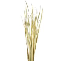 Vickerman Rush Grass, Dried 7oz
