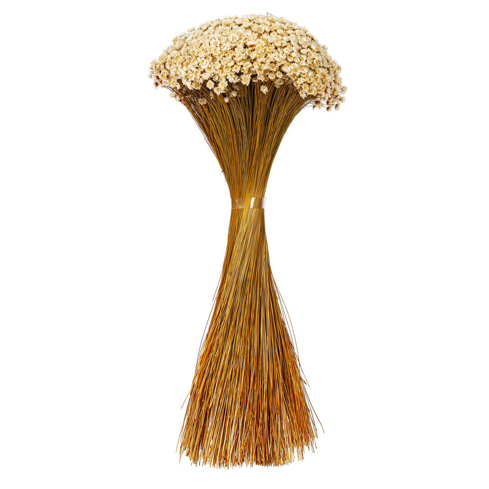 20" Dried Natural Starflower Bunch 8 oz