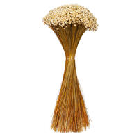 20" Dried Natural Starflower Bunch 8 oz
