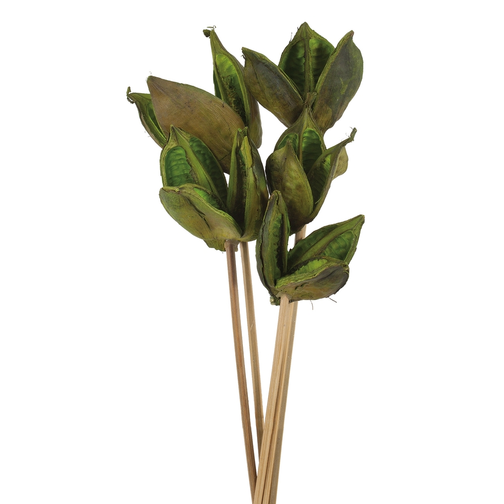 Vickerman 16" Sora Pod attached to a Wood Stem, Dried 5 Pack