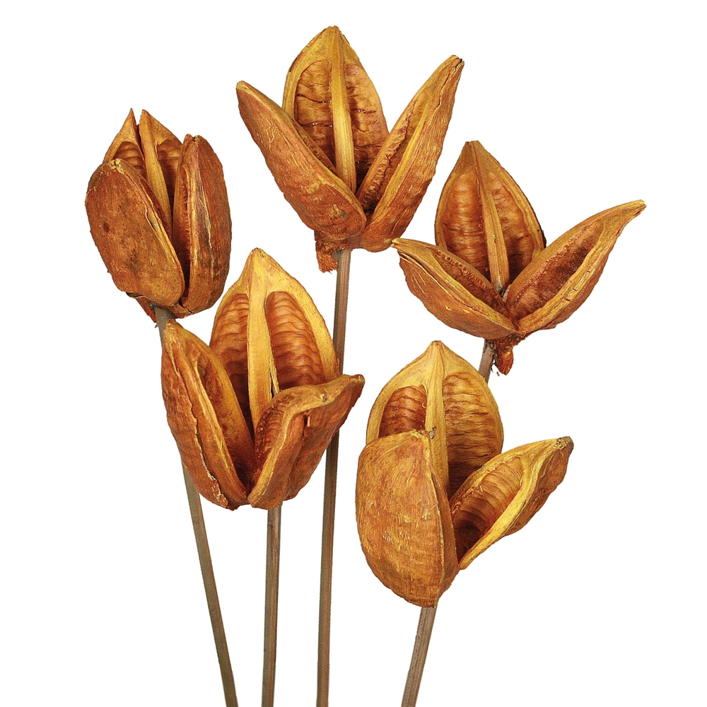 Vickerman 16" Sora Pod attached to a Wood Stem, Dried 5 Pack