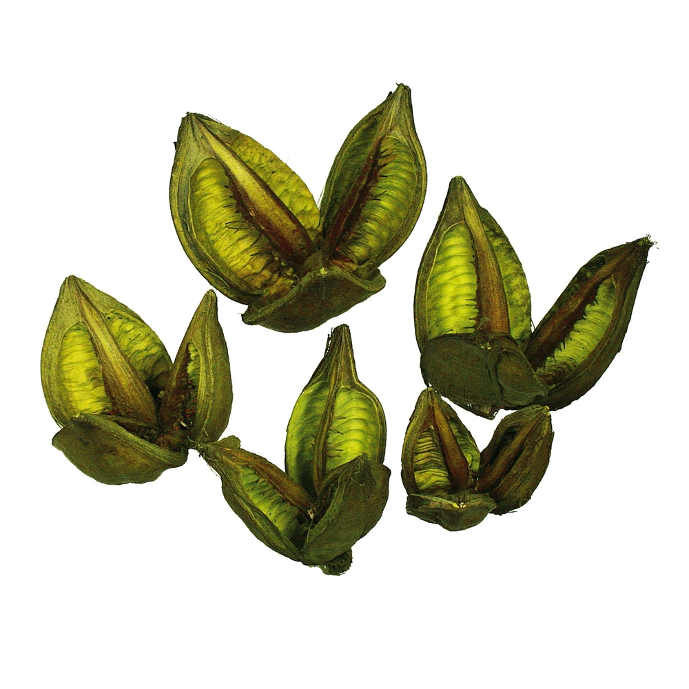Vickerman 3"-4" Sora Pods, Dried Bulk Case