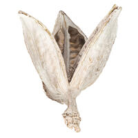 Vickerman 3"-4" Sora Pods, Dried