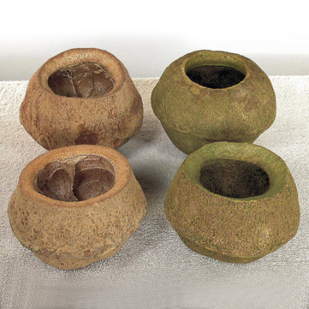 Vickerman 4" Sapa Pod, 3 Pack Dried