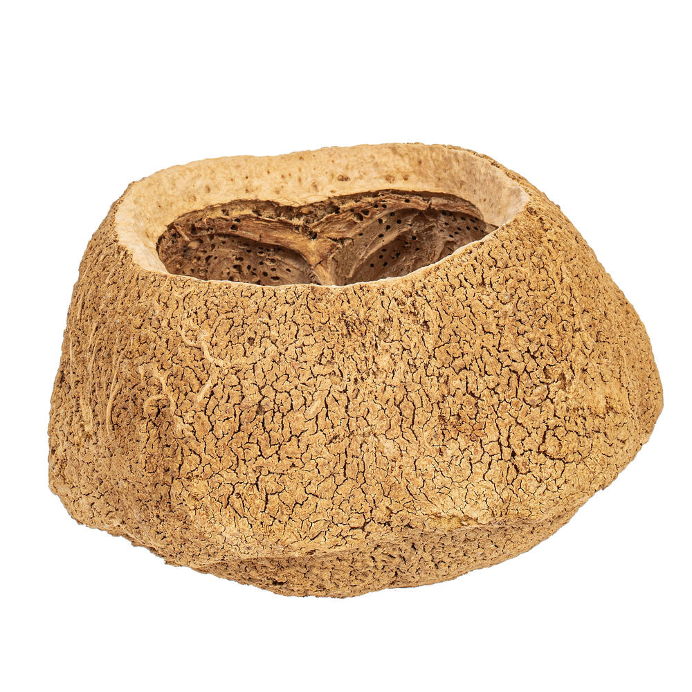 Vickerman 4" Sapa Pod, 3 Pack Dried