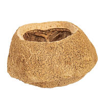 Vickerman 4" Sapa Pod, 3 Pack Dried