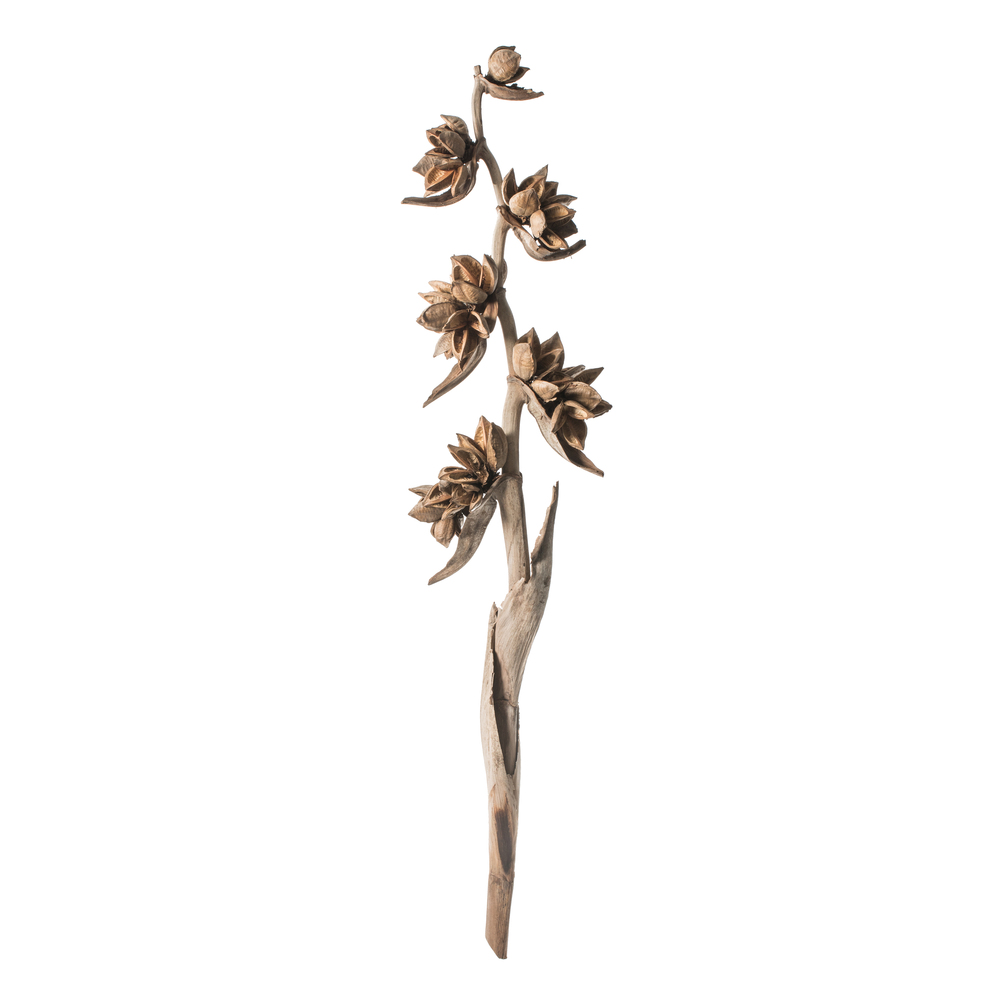 Vickerman 5-6' Star Pod Stalk, Dried
