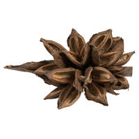 Vickerman 6" Star Pod, Dried