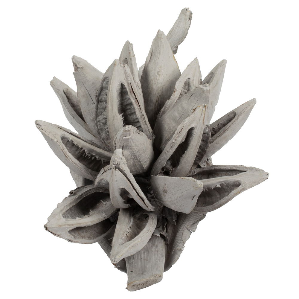 Vickerman 6" Star Pod, Dried