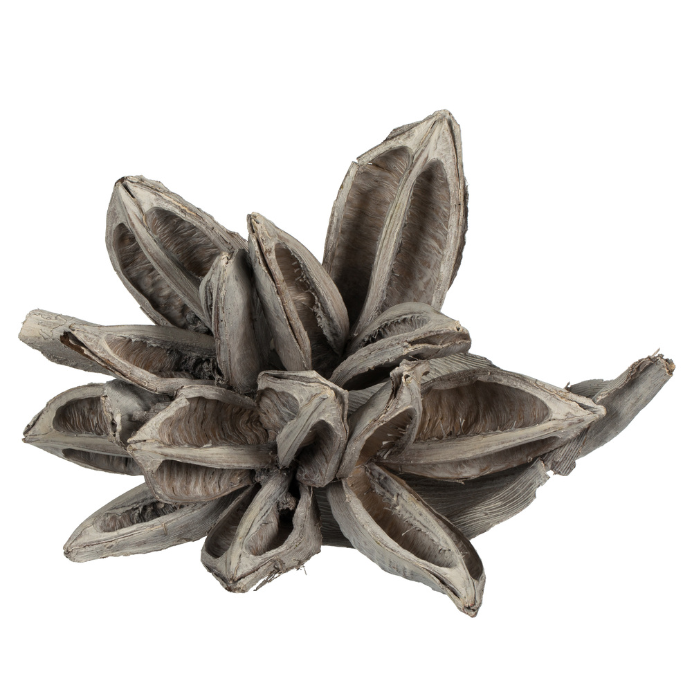 Vickerman 6" Star Pod, Dried