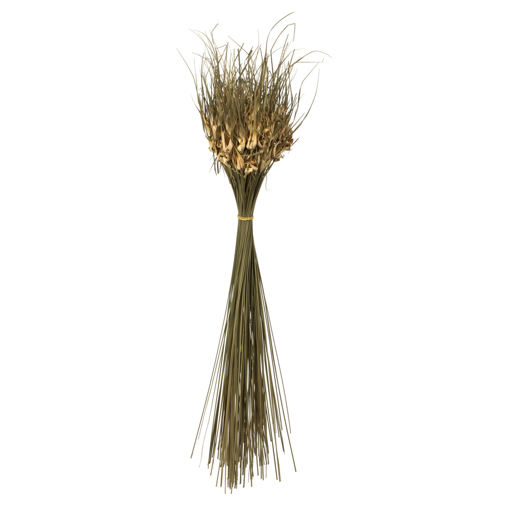 26" Natural Tulip Star 4oz 4Pk