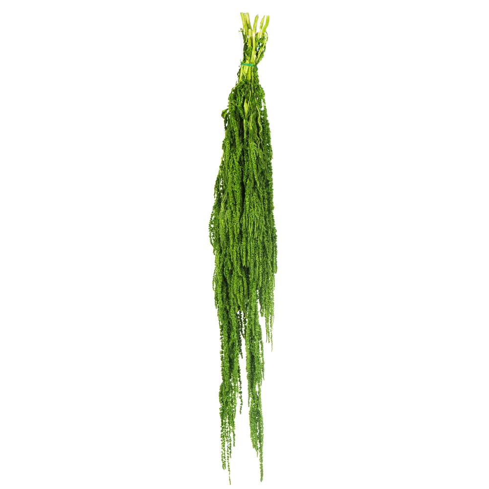 Vickerman 30" Amaranthus Bundle, Preserved